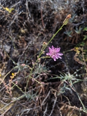 Stephanomeria cichoriacea