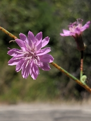 Stephanomeria cichoriacea