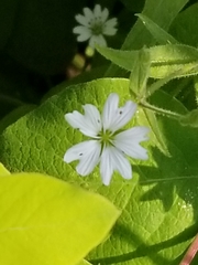 Pseudostellaria