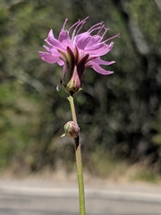Stephanomeria cichoriacea