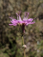 Stephanomeria cichoriacea