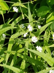 Pseudostellaria