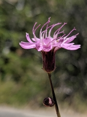 Stephanomeria cichoriacea