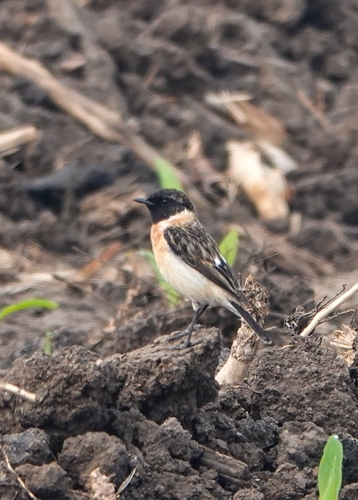 Tarier de Sibérie (Saxicola maurus)