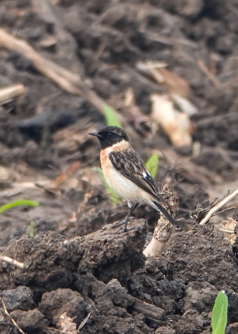 Siberian Stonechat (Saxicola maurus)