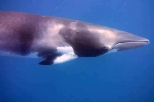 Common Minke Whale, photo 7 of 10
