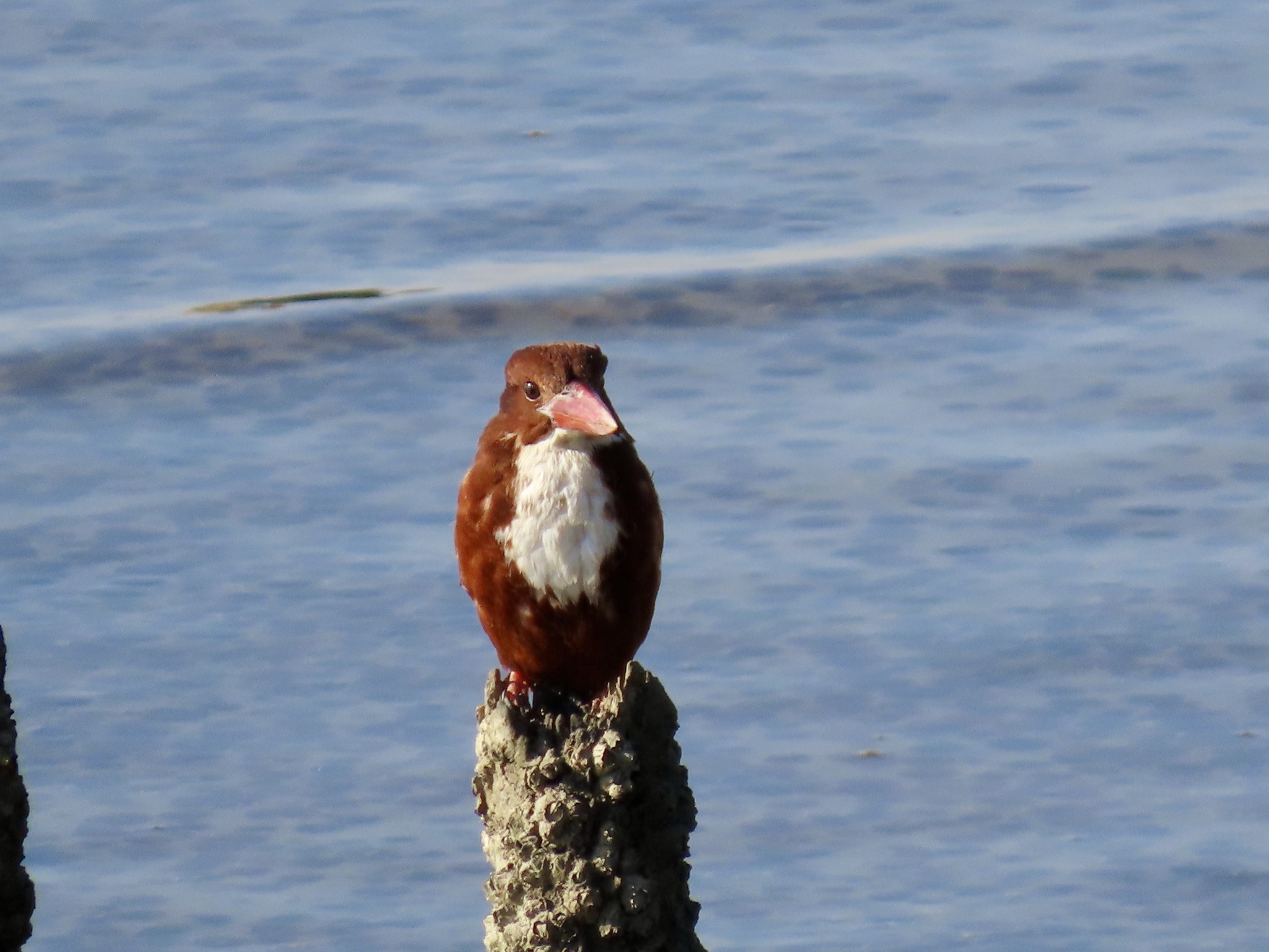 White-throated Kingfisher