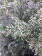 Colletia hystrix
