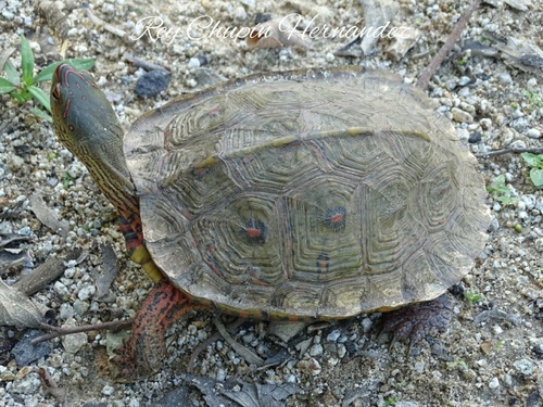 Painted Wood Turtle
