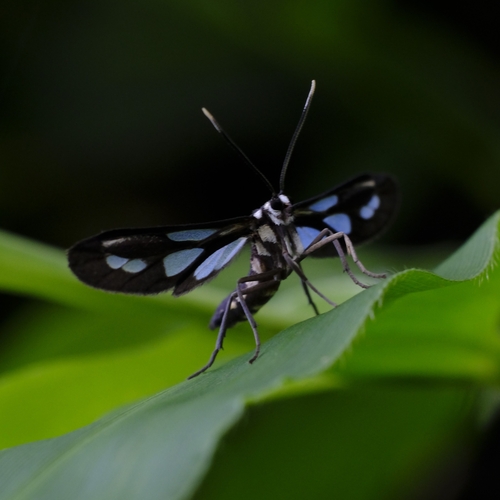 Symphlebomis