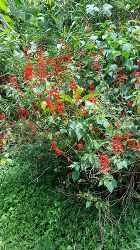 Image of Salvia splendens by (c) Daniel Duarte, some rights reserved (CC BY)