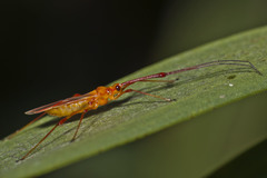 Ragwelellus suspectus