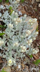 Anaphalis nepalensis