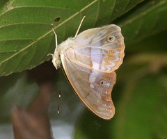 Eulaceura osteria