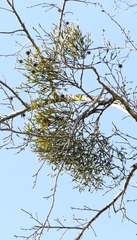 Viscum liquidambaricola, photograph author not stated, no rights reserved
