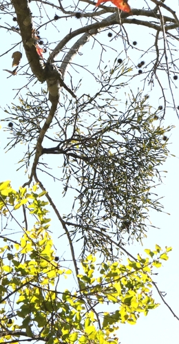Viscum liquidambaricola, photograph 4
