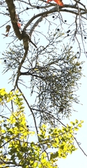 Viscum liquidambaricola, photograph author not stated, no rights reserved