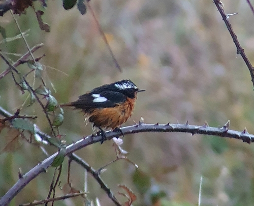 Colirrojo diademado (Phoenicurus moussieri)