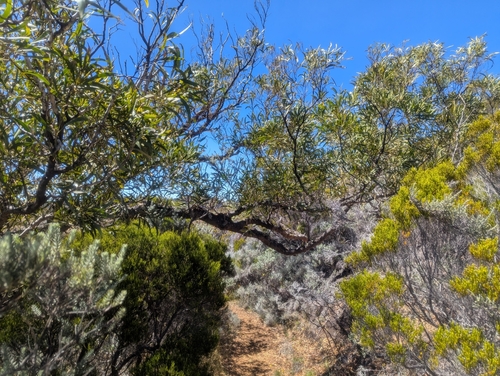 Image of Acacia heterophylla by (c) Denis Bastianelli, some rights reserved (CC BY)