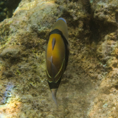 Rhinecanthus rectangulus