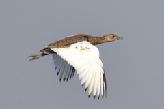 Bengal Florican photo 2