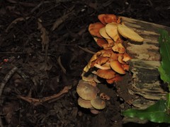 Gymnopilus purpureosquamulosus