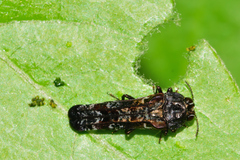 Omochyseus terminalis