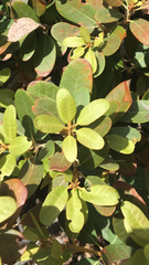 Chrysolepis sempervirens