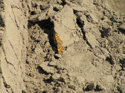 Asian Comma