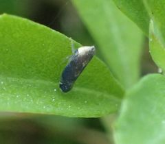 Scaphytopius loricatus