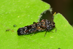 Omochyseus terminalis