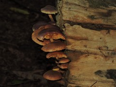 Gymnopilus purpureosquamulosus
