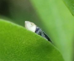 Scaphytopius loricatus