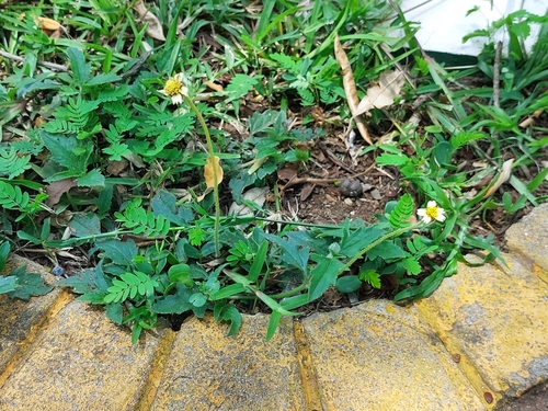 Tridax Daisy