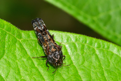 Omochyseus terminalis
