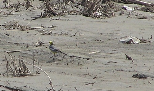 Citrine Wagtail