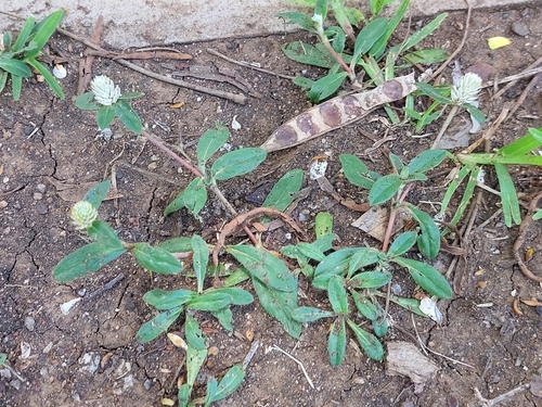prostrate globe-amaranth