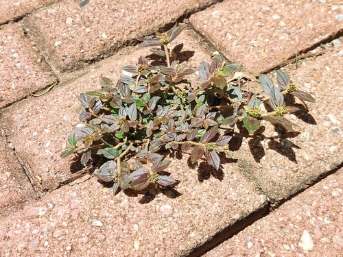 Asthma Plant