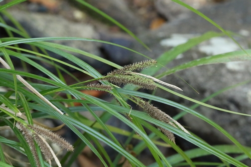 Carex nemostachys iNat (1)