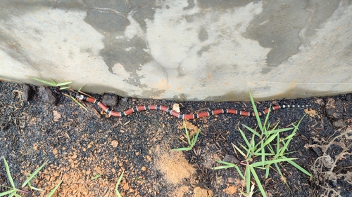 Painted Coralsnake