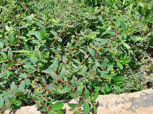 hyssop spurge