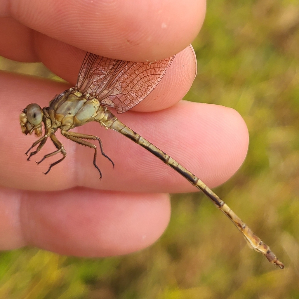 Phyllocycla pegasus