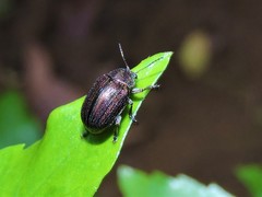 Eurypelta splendida