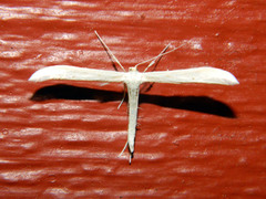 Hellinsia homodactylus