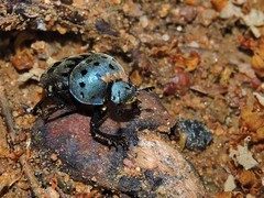 Gymnopleurus miliaris