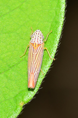 Graphocephala aurora