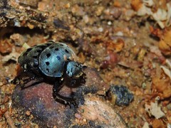 Gymnopleurus miliaris