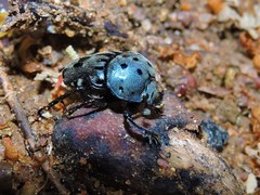 Gymnopleurus miliaris
