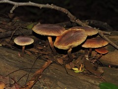 Gymnopilus purpureosquamulosus