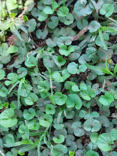 Asian ponysfoot